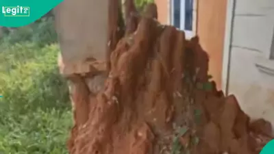 Termites Destroy Newly Built House in Nigeria, Viral Video Sparks Reactions