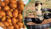 Bitter Kola as Antivenom: Expert Debunks Myths, Confirms Limited Snake Repellent Properties