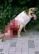 Morocco Accused of Mass Dog Culling Ahead of 2030 World Cup Hosting Duties