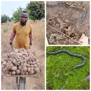 Nigerian Farmer Paul Yaor Thanks God After Narrowly Escaping Deadly Snake Bite