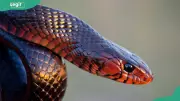 Nigeria's Snakebite Crisis: 13 States Record Highest Incidence, 2,000 Annual Deaths