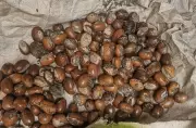 President Tinubu Extends Ban on Raw Shea Nut Exports to 2027