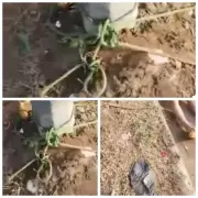 Unidentified Man Found Dead, Tied to Pole in Ekiti State Capital