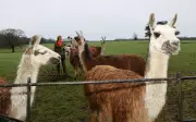 Vigilant Llamas Foil Thief's Escape in Derbyshire Farm Confrontation