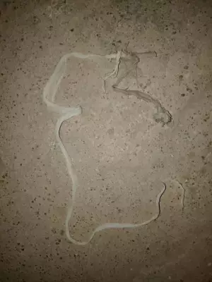 Bauchi Police Arrest 20-Year-Old for Kidnapping and Killing Friend's 4-Year-Old Nephew