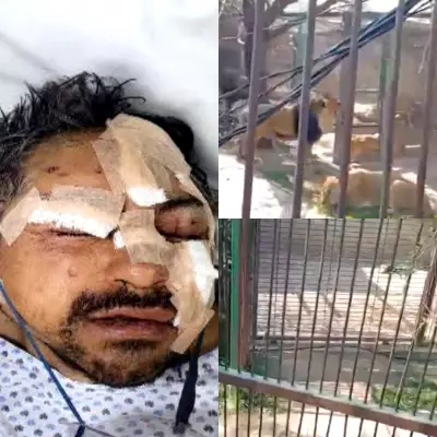 Drunk Man Mauled by Lions After Releasing Them from Zoo Enclosures in Mexico