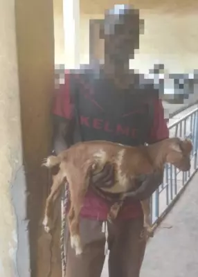 Kaduna Court Sentences Teen to Jail for Stealing Pregnant Goat, Weapon Charge