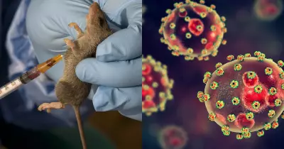Lassa Fever Outbreak Intensifies: Death Toll Reaches 109, Healthcare Workers at Risk