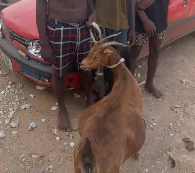 Niger State Police Arrest Three Suspected Livestock Thieves, Recover Stolen Goat