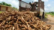 Cassava Sector Faces Crisis as Farmers Decry Funding and Policy Failures