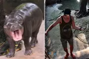 Man Arrested for Trespassing into Viral Pygmy Hippo Moo Deng's Zoo Enclosure