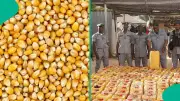 Nigeria Bans Export of 8 Key Items Including Maize, Timber from 2026