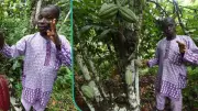 Nigerian Cocoa Farmers Face 70% Price Collapse, Demand Government Action
