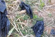 Plateau Community in Shock as Aborted Twins Found Dumped at Refuse Site