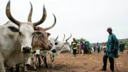 UK-Funded Initiative Launches Guidelines to Resolve Farmer-Herder Conflicts in Four Nigerian States