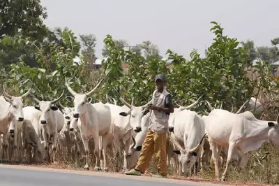 Benue Police Issue Stern Warning to Cattle Rustlers, Threaten Legal Action