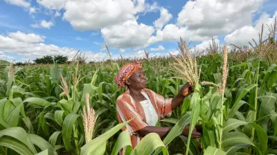 Global Food Insecurity Hits 800 Million, Experts Urge Farmer-Government Synergy
