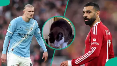 Mysterious Cat Nimbus Pronos Predicts Manchester City Victory Over Liverpool in FA Cup