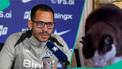 Mysterious Cat Predicts Draw for Brighton vs Chelsea Premier League Clash