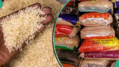 Nigerian Rice Farmers Demand Action as Imports Slash Prices by N13,000 per Bag