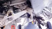 Bird Strikes: From Occasional Accidents to Routine Financial Drain for Nigerian Airlines