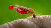 Chevron Calls for Stronger Action Against Malaria in Africa