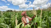 FG Reaffirms Safety and Economic Benefits of Biotech Crops