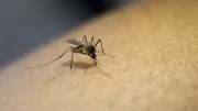 Gavi warns funding gaps threaten malaria, cervical cancer progress