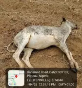 Gunmen Kill Herder, Shoot 21 Cattle in Plateau Community Attack