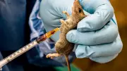 Health Workers Alert Jigawa Community to Lassa Fever and Meningitis Outbreak