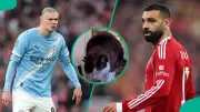 Mysterious Cat Nimbus Pronos Predicts Manchester City Victory Over Liverpool in FA Cup