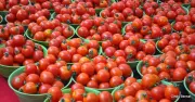 Nigeria Spends $400M on Tomato Paste Imports Despite High Local Production