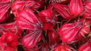 Nigeria's Lost Hibiscus Trade with Mexico: A $100 Million Promise Unfulfilled