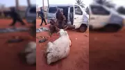 Ogun Police Arrest Two Suspected Cattle Rustlers, Recover Stolen Cow Worth N1.7m