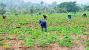 State Governments Urge Stronger Agricultural Insurance to Mitigate Climate Losses