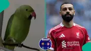Viral Parrot Predicts PSG vs Liverpool UEFA Champions League Quarter-Final Winner