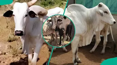 Breeds of Cattle in Nigeria: How to Choose Cows for Milk or Meat