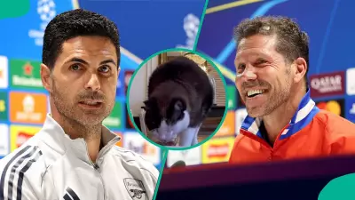 Mysterious Cat Predicts Arsenal vs Atletico Madrid Champions League Finalist