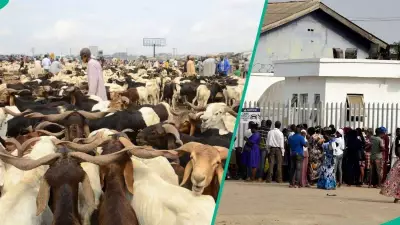 Nigerian Bank Subsidises Ram Sales for Eid al-Adha, Residents Buy for N20,000