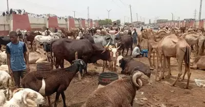 Ram prices hit ₦700,000 in Kano as buyers stay away ahead of Eid-el-Kabir