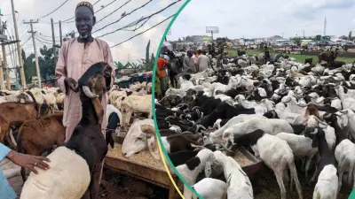 Ram Sellers in Kwara Consider Credit Sales as Prices Hit N800k for Eid-el-Kabir