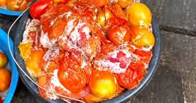 Why Cooking with Rotten Tomatoes Can Be Fatal: Health Warning