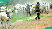 Armed Herdsmen Kill 4 in Fresh Benue State Ambush Attack