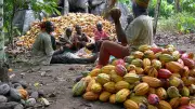 COCEFAAA Urges Stakeholders to Invest in Cocoa Value Chain