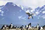 Dutch Couple Died from Hantavirus After Birdwatching in Argentina