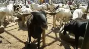 FG Targets $74 Billion Livestock Economy with AfDB Support