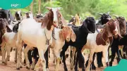 Goat Farming Costs and Profit in Nigeria: Full Breakdown 2026