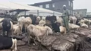 High Ram Prices Dampen Eid Celebrations Across Nigeria