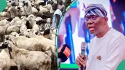 Lagos Bans Ram Sales on Highways Ahead of Eid-el-Kabir Celebrations