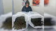NDLEA Arrests Malaysian, Seizes Large Drug Shipments in Lagos, Abuja, Enugu